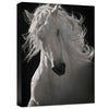 The Lusitano Dancer Gallery Wrapped Canvas