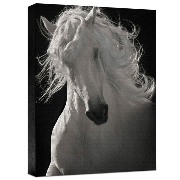The Lusitano Dancer Gallery Wrapped Canvas
