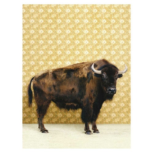 Posh Bison Canvas Art