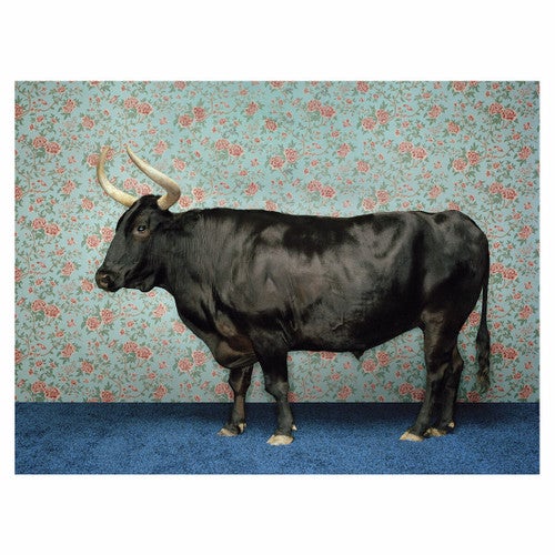 Posh Bull Canvas Art