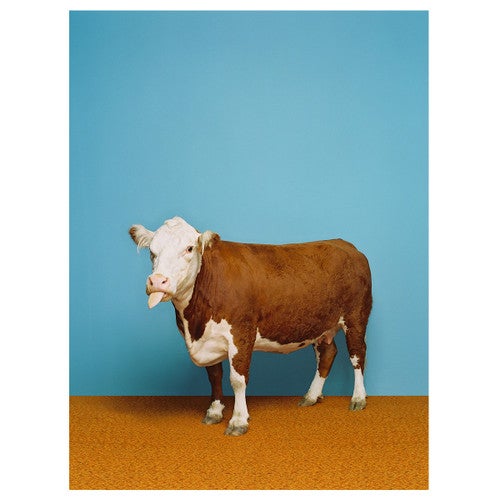 Posh Cow Canvas Art