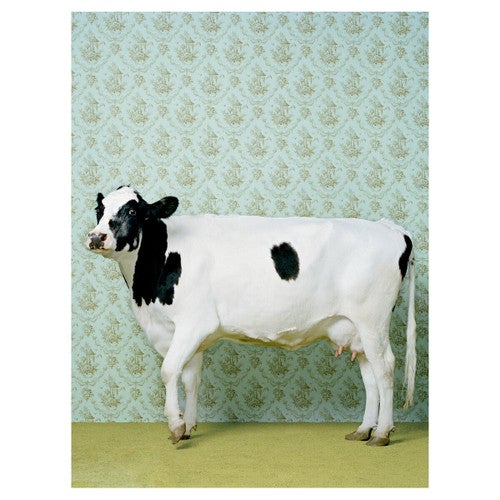 Posh Holstein Canvas Art