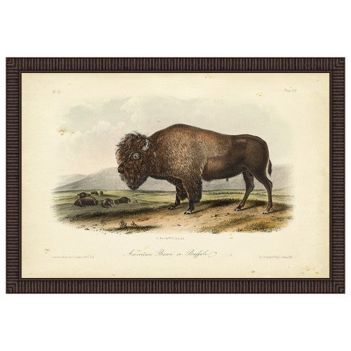 American Bison Framed Print