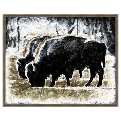 Bison Grazing Framed Canvas