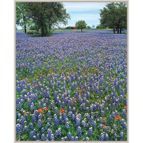 Bluebonnet Morning Framed Canvas