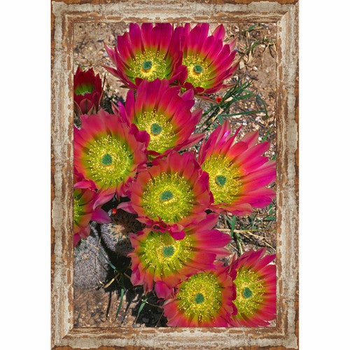 Glendale Cactus Framed Canvas