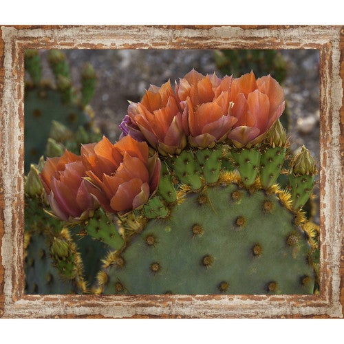 Grand Canyon Cactus Framed Canvas