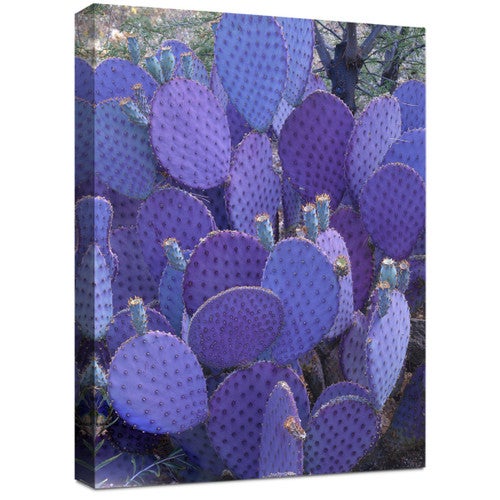 Indigo Cactus Canvas Wall Art