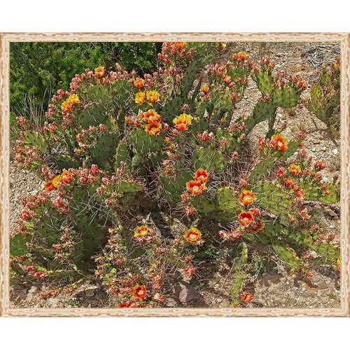 La Quinta Cactus Framed Canvas