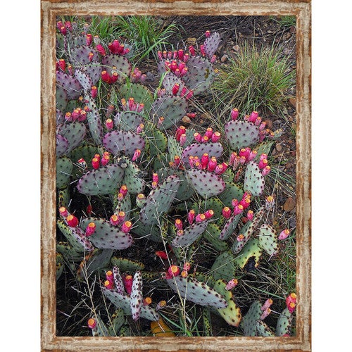 Marfa Cactus Framed Canvas