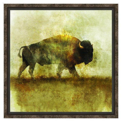 Peaceful Bison I Framed Canvas