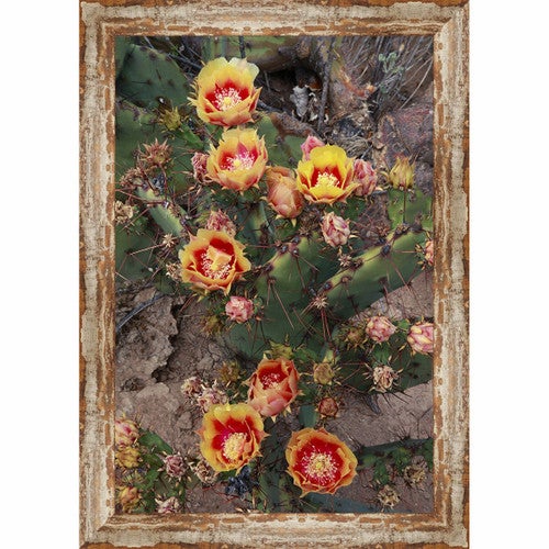 Picacho Cactus Framed Canvas