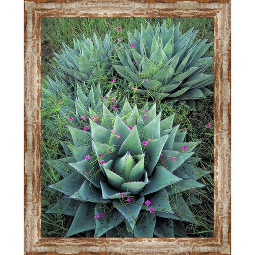 Silver City Cactus Framed Canvas