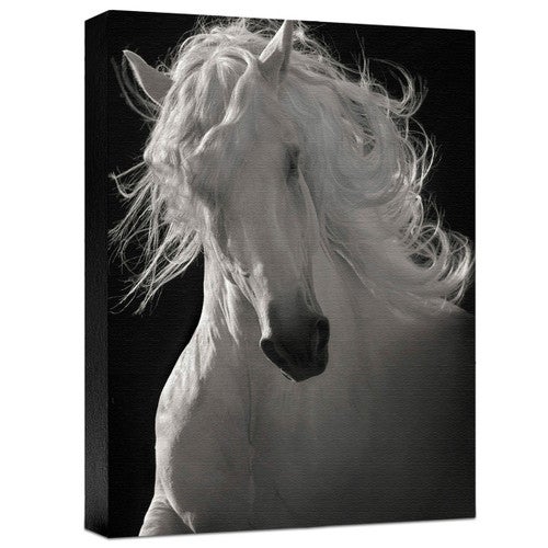 The Lusitano Dancer Gallery Wrapped Canvas