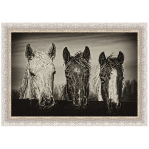 Three Amigos I Horse Framed Print