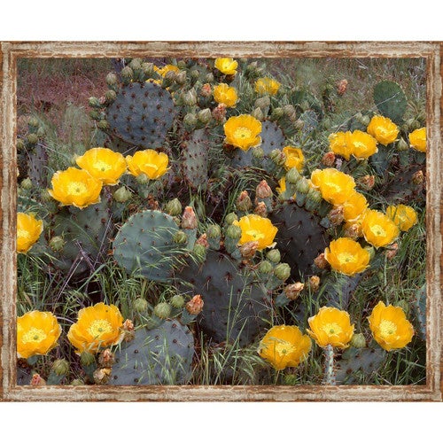 Vaca Cactus Framed Canvas