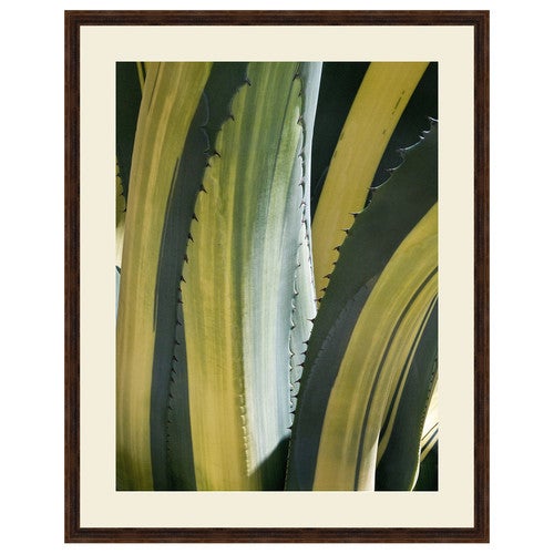 Variegated Agave I Framed Print