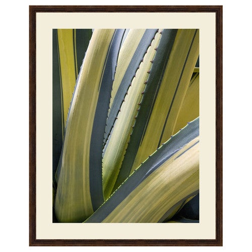 Variegated Agave II Framed Print