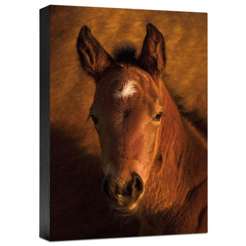 What's Up Gallery Wrapped Canvas