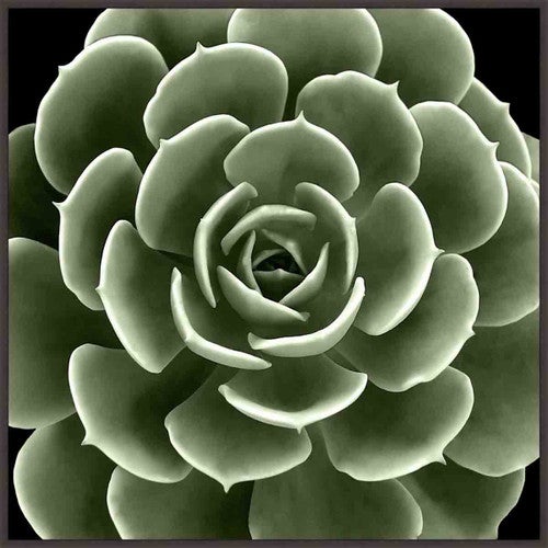 Summer Succulent III Wall Art