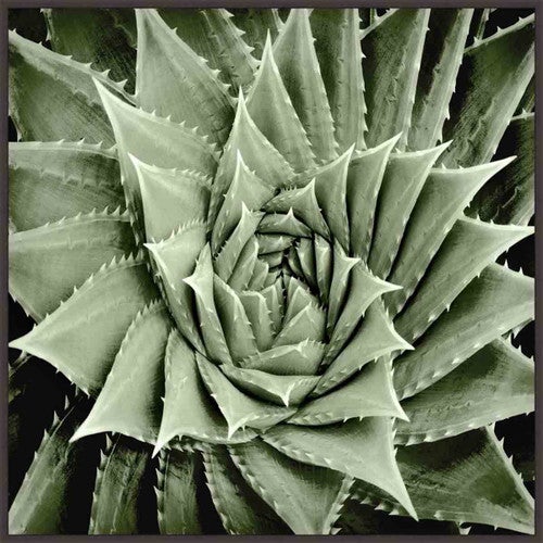 Summer Succulent I Wall Art