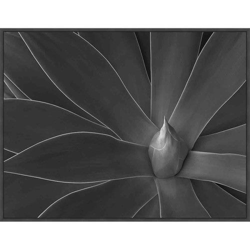 Agave Desert II Wall Art
