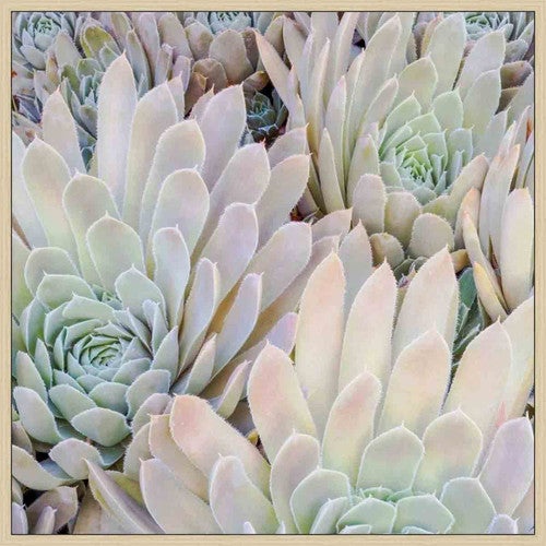 Ivory Succulents II Wall Art