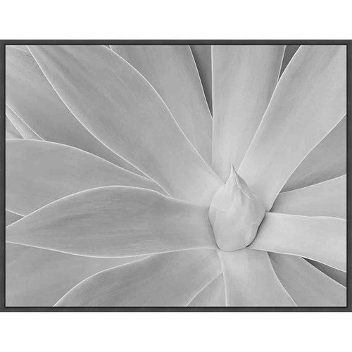 Agave Desert I Wall Art