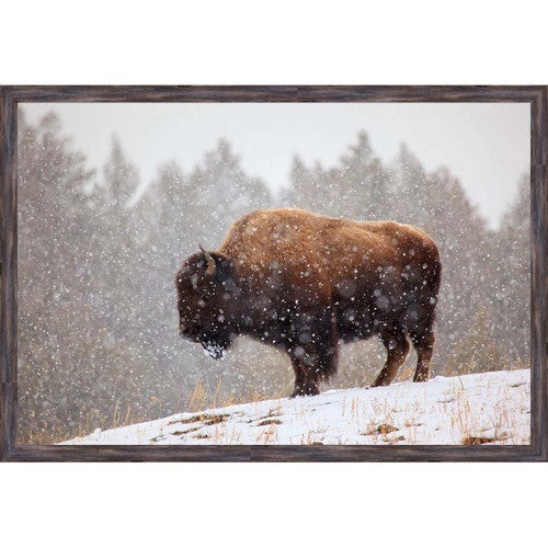 Snowy Buffalo Wall Art