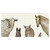 Farm Animals Plaid Canvas Art
