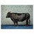 Posh Bull Canvas Art