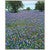Bluebonnet Morning Framed Canvas