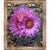 Borrego Cactus Framed Canvas
