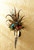 Floral & Pheasant Feathers Horn Wall Hanging