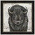 Gazing Bison Canvas Art