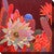 Southwest Botanicals III Canvas Art