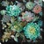 Southwest Botanicals IV Canvas Art