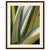 Variegated Agave II Framed Print
