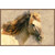 Golden Stallion Wall Art
