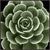 Summer Succulent III Wall Art