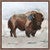 December Bison I Wall Art