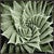 Summer Succulent I Wall Art