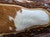 Authentic Longhorn Skull with Brown Cowhide & Copper Glass