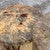 Tamarind Nesting Natural Tables - Set of 2