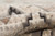 Yuma Canyon Rug - 2 x 8