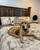 Ranch Hand Toile Western Quilt Bed Set - King