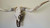 Authentic Longhorn Skull with Cowhide & Copper Glass