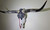 Authentic Black Longhorn Skull with Metal Star