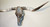 Authentic Longhorn Skull with Acid Wash Turquoise Cowhide & Lagoon Glass