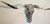 Authentic Longhorn Skull with Acid Wash Turquoise Cowhide & Lagoon Glass
